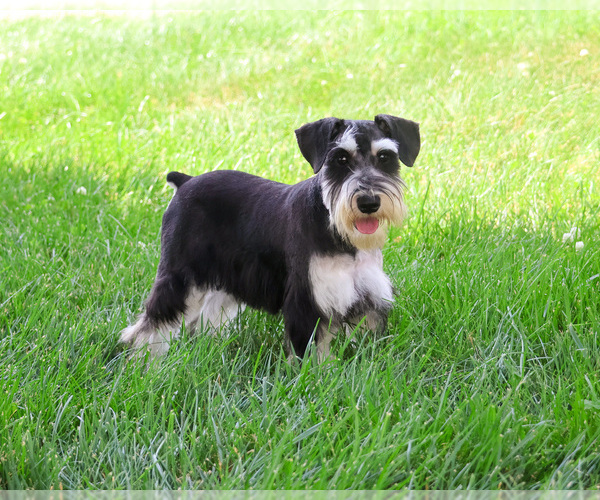 Medium Photo #3 Schnauzer (Miniature) Puppy For Sale in SYRACUSE, IN, USA