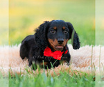 Small Photo #20 Dachshund Puppy For Sale in WARSAW, IN, USA