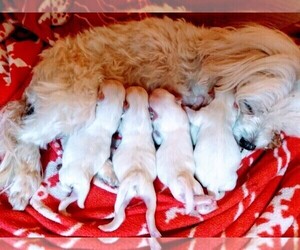 Maltese Puppy for sale in MOMEYER, NC, USA