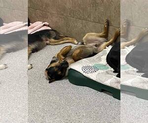 Mutt Dogs for adoption in Highland, IL, USA