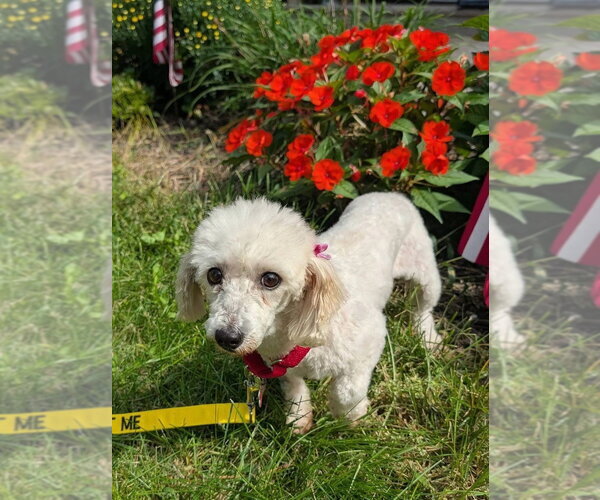 Medium Photo #1 Coton de Tulear Puppy For Sale in Caldwell, NJ, USA