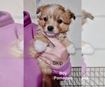 Small Pomeranian Mix