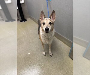 Australian Shepherd-Unknown Mix Dogs for adoption in Las Vegas, NV, USA