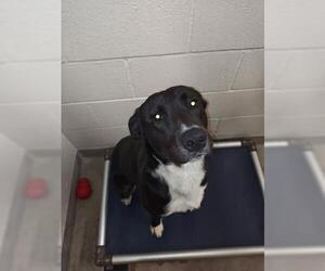 Borador Dogs for adoption in Jackson, CA, USA