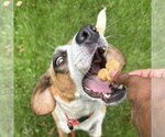Small #2 Beagle