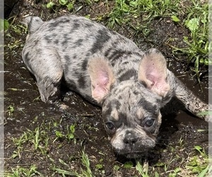 Medium French Bulldog