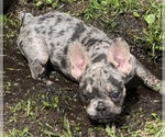Puppy Minca French Bulldog