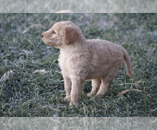 Medium Photo #9 Goldendoodle Puppy For Sale in MEMPHIS, MO, USA