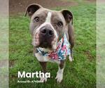 Small American Staffordshire Terrier Mix