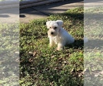 Small Photo #4 Schnauzer (Miniature) Puppy For Sale in HOUSTON, TX, USA