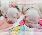 Small Photo #16 Dogo Argentino Puppy For Sale in JANE, MO, USA