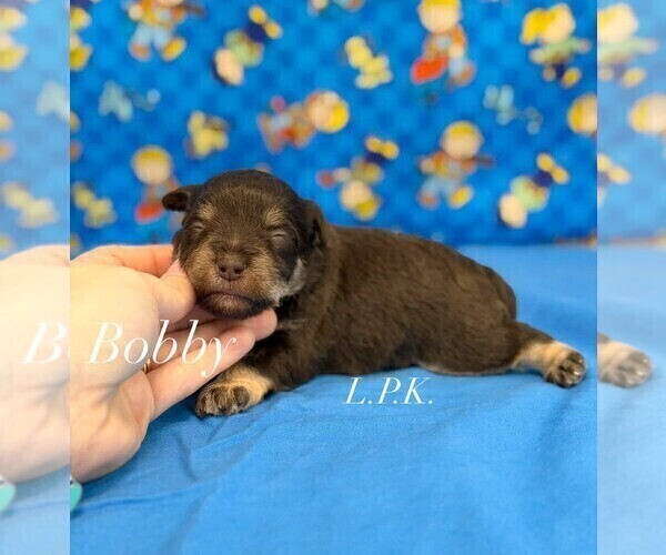 Medium Photo #3 Schnauzer (Miniature) Puppy For Sale in WINNSBORO, LA, USA