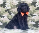 Small Photo #2 Golden Retriever-Goldendoodle Mix Puppy For Sale in LAKELAND, FL, USA