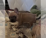 Small #2 French Bulldog