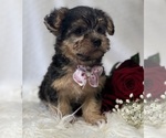Small #4 Morkie