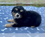 Small #4 Australian Shepherd