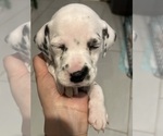 Puppy big spot nose Dalmatian