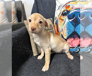 Chihuahua-Unknown Mix Dogs for adoption in Ellijay, GA, USA