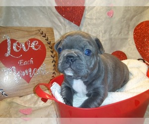 French Bulldog Puppy for sale in PAWTUCKET, RI, USA