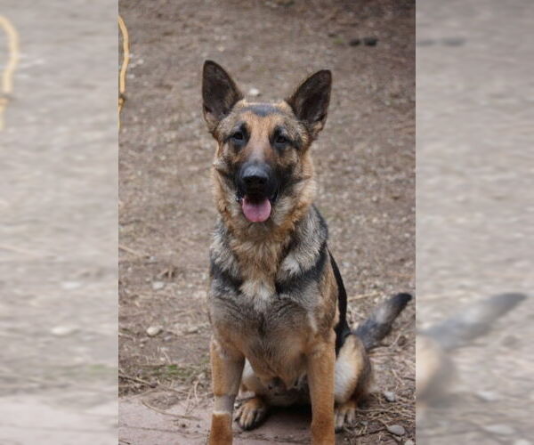 Medium Photo #2 German Shepherd Dog Puppy For Sale in Seattle, WA, USA