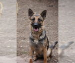 Small #1 German Shepherd Dog