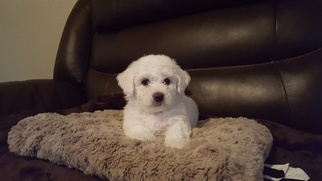 Medium Bichon Frise