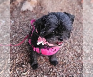 Shih Tzu-Unknown Mix Dogs for adoption in Phoenix, AZ, USA