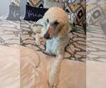 Small Photo #6 Goldendoodle Puppy For Sale in CITRUS HEIGHTS, CA, USA