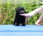 Small #16 Poodle (Toy)