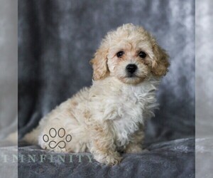 Bichpoo Puppy for sale in GORDONVILLE, PA, USA