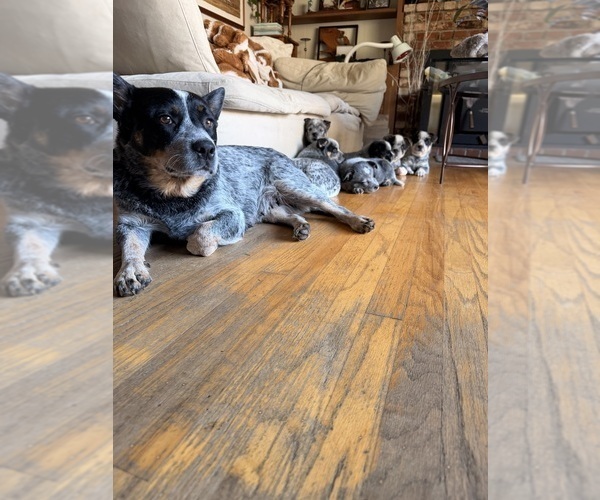 Medium Photo #1 Australian Cattle Dog Puppy For Sale in SANTA ROSA, CA, USA