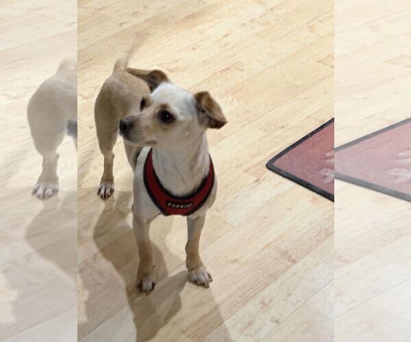 Medium Photo #3 Chihuahua-Unknown Mix Puppy For Sale in San Francisco, CA, USA