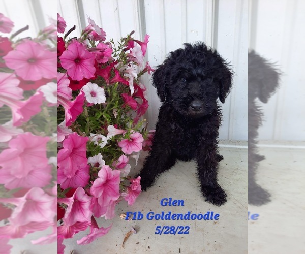 Medium Photo #1 Goldendoodle Puppy For Sale in SHIPSHEWANA, IN, USA