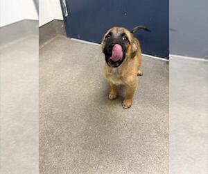 German Shepherd Dog Dogs for adoption in HESPERIA, CA, USA