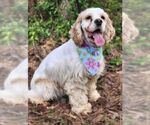 Small #10 Cocker Spaniel