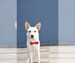 Small #5 German Shepherd Dog Mix