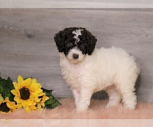 Poodle (Standard) Puppy for sale in FREDERICKSBG, OH, USA
