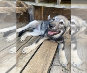 Alaskan Malamute-Czech Wolfdog Mix Puppy for sale in ROANOKE, VA, USA