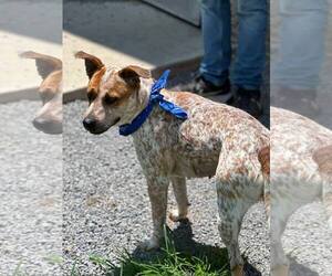 Mutt Dogs for adoption in Low Moor, VA, USA