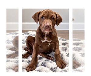 Chance Clay (Brownie) - Male Mutt Dog for Adoption - Photo #5