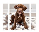 Small Photo #5 Mutt Puppy For Sale in Mooresville, NC, USA