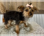 Small #4 Yorkshire Terrier