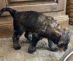 Small #4 Bernedoodle (Miniature)