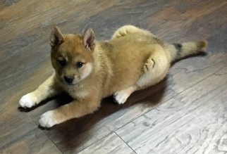 Shiba Inu Puppy for sale in LAMAR, CO, USA