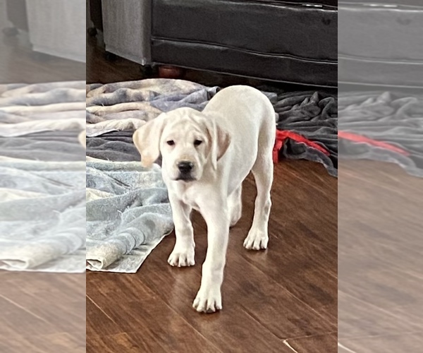 Medium Photo #1 Labrador Retriever Puppy For Sale in KITTRELL, NC, USA