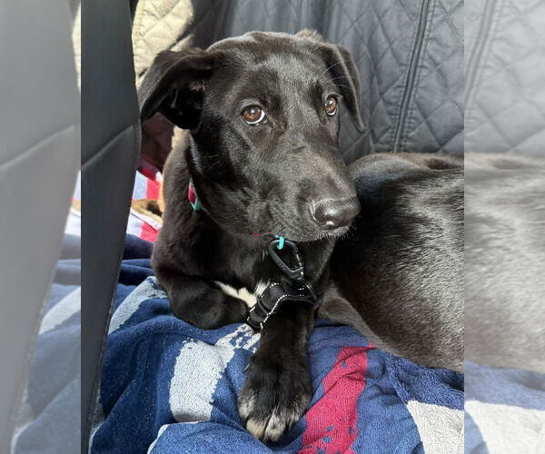 Medium Photo #40 Labrador Retriever-Unknown Mix Puppy For Sale in OKLAHOMA CITY, OK, USA
