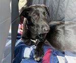 Small #39 Labrador Retriever Mix