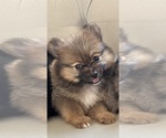 Small #2 Pomeranian