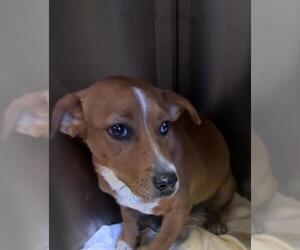 Dachshund-Unknown Mix Dogs for adoption in Bakersfield, CA, USA