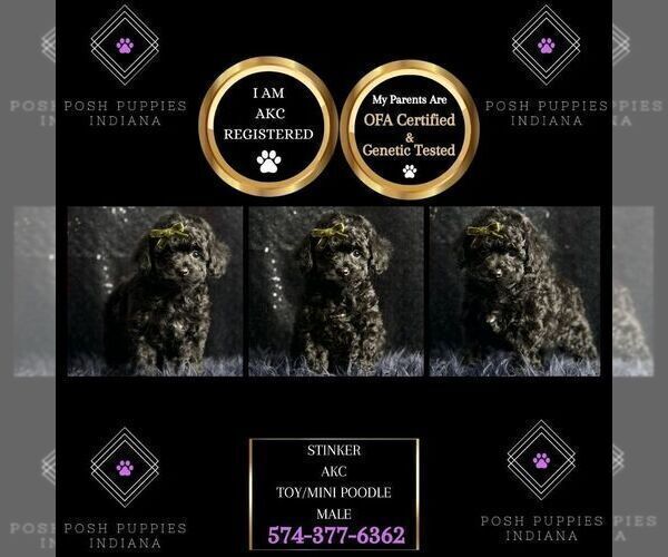 Medium Photo #3 Poodle (Miniature) Puppy For Sale in WARSAW, IN, USA